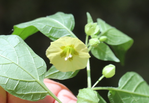 Calliphysalis carpenteri (Carpenter's Ground-cherry) — photo