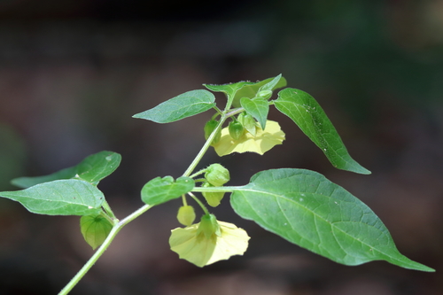 Calliphysalis carpenteri