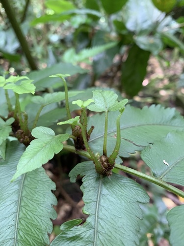 Callipteris prolifera (Kumugras) — photo