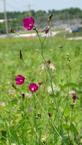 Callirhoe digitata (Finger poppy mallow) — photo