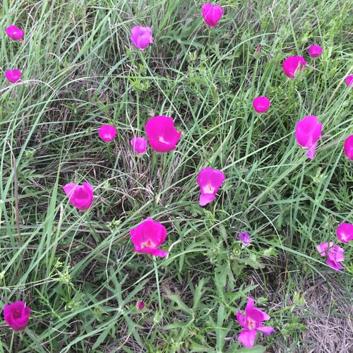 Callirhoe involucrata (Poppy mallow) — photo