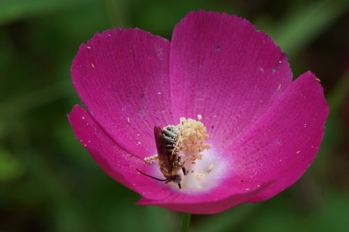 Callirhoe involucrata