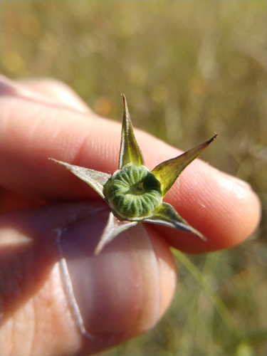 Callirhoe leiocarpa (Tall poppy-mallow) — photo