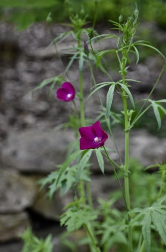 Callirhoe leiocarpa (Tall poppy-mallow) — photo