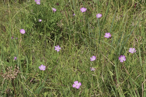 Callirhoe pedata (Pimple mallow) — photo