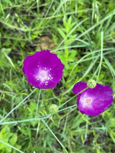 Callirhoe pedata