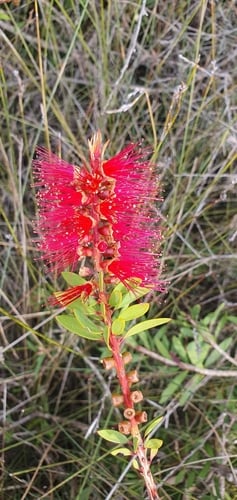 Callistemon citrinus (Lemon-scented Bottlebrush) — photo