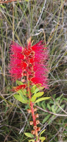 Callistemon citrinus (Lemon-scented Bottlebrush) — photo