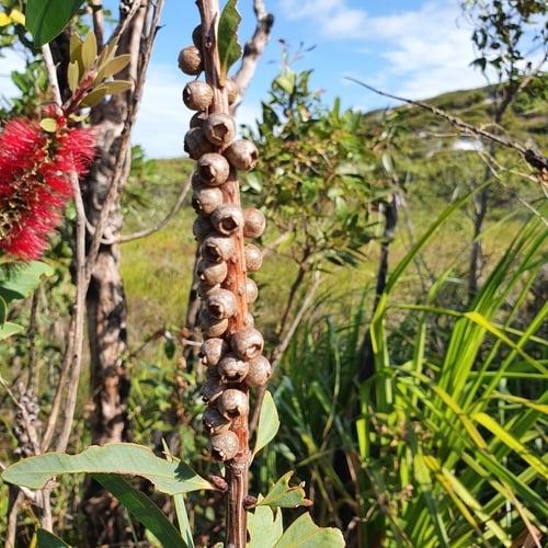Callistemon polandii — photo