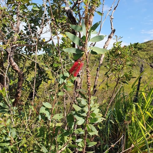 Callistemon polandii — photo