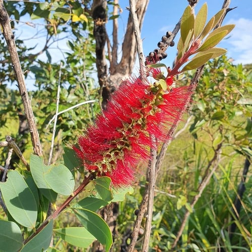 Callistemon polandii