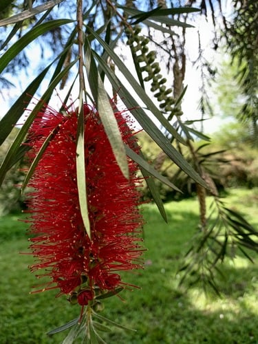 Callistemon viminalis (Weeping bottlebrush) — photo