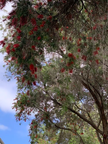 Callistemon viminalis