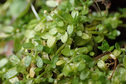 Callitriche antarctica (Water-starwort) — photo