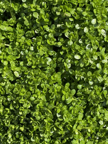 Callitriche antarctica (Water-starwort) — photo
