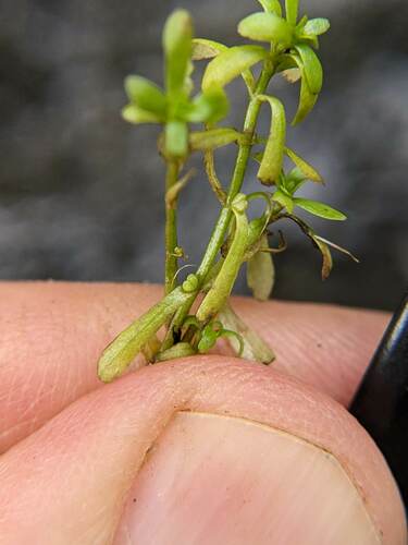 Callitriche palustris (Water starwort) — photo