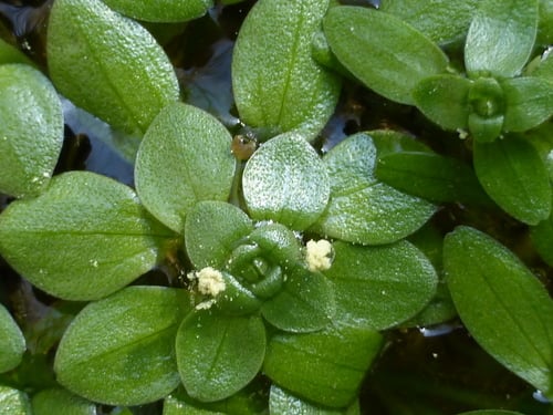 Plantaginaceae