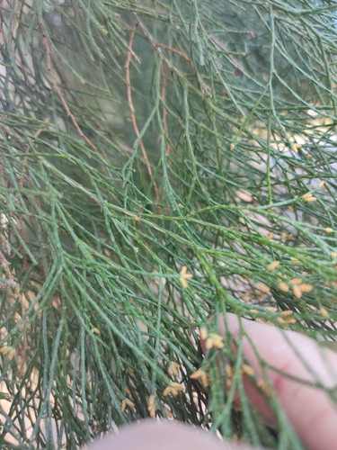 Callitris columellaris — photo