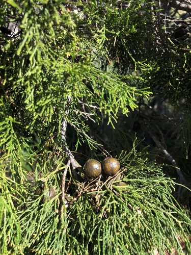 Cuppressaceae