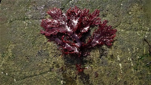 Callophyllis variegata (Carola) — photo