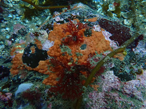 Callophyllis variegata (Carola) — photo