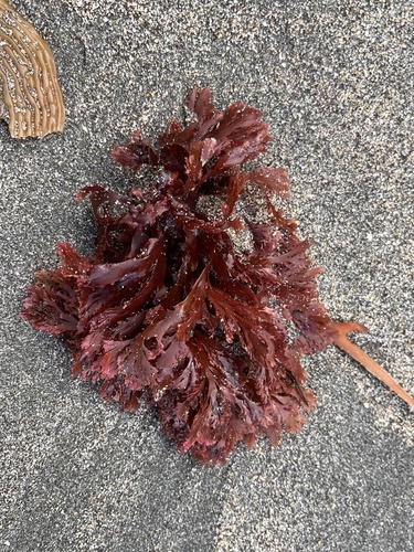 Kallymeniaceae