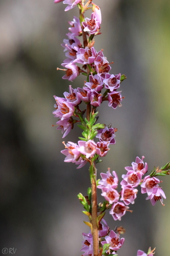 Calluna vulgaris (Broom) — photo
