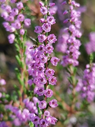 Calluna vulgaris