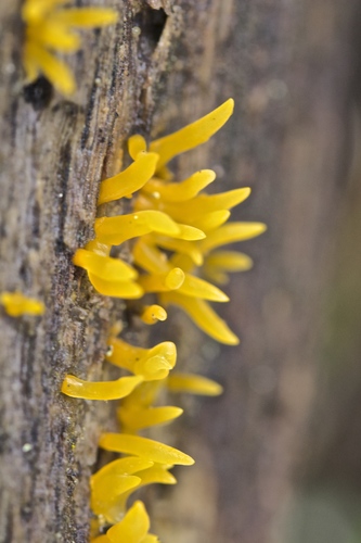 Calocera cornea — photo