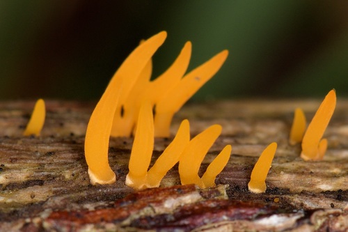 Calocera cornea