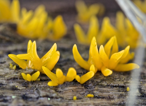 Calocera cornea — photo