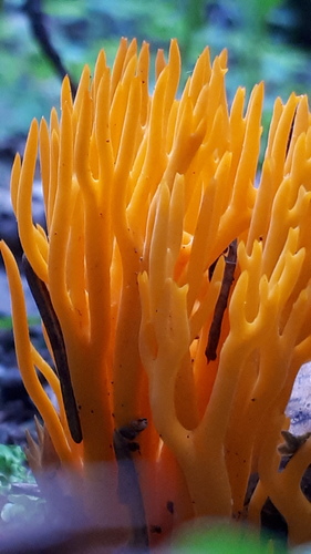 Calocera viscosa — photo
