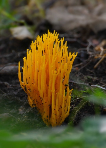 Calocera viscosa — photo