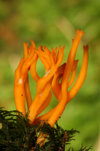 Dacrymycetaceae