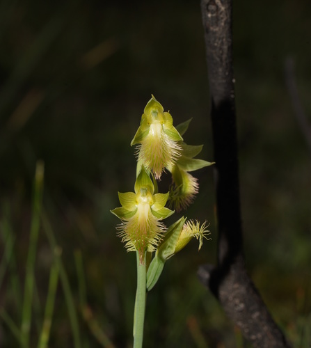 Calochilus campestris (Copper beard orchid) — photo