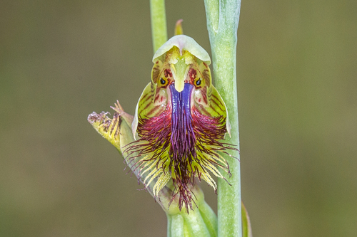 Calochilus campestris