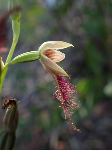 Calochilus gracillimus (Slender beard orchid) — photo