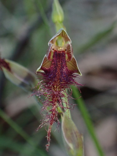 Calochilus gracillimus (Slender beard orchid) — photo