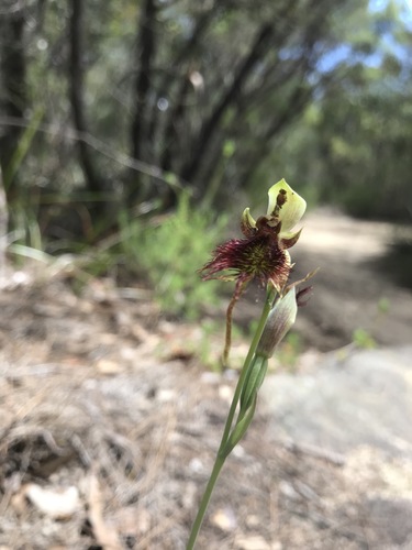 Calochilus paludosus (Red beardie) — photo
