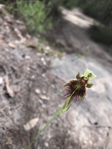 Calochilus paludosus (Red beardie) — photo