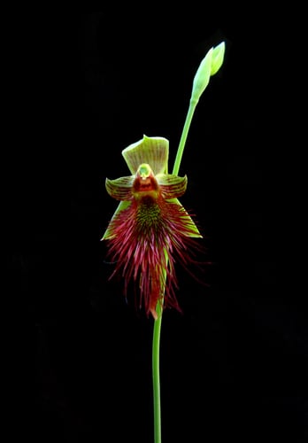 Calochilus paludosus