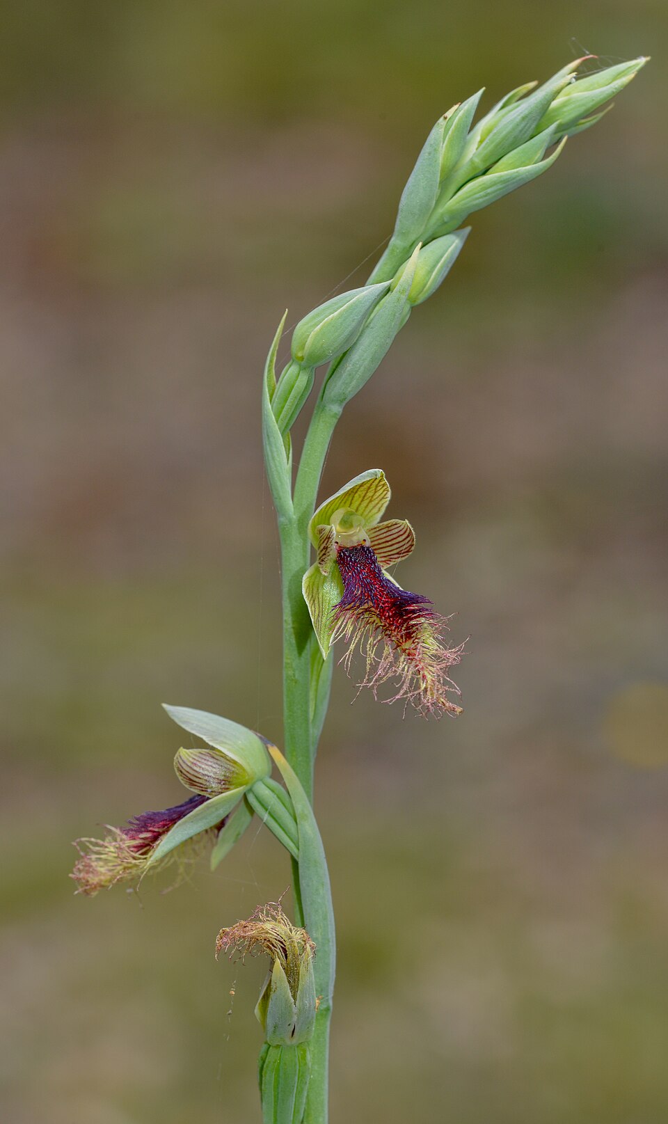 Calochilus sp.