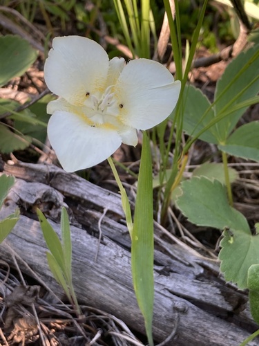 Calochortus apiculatus (Mariposa lily) — photo