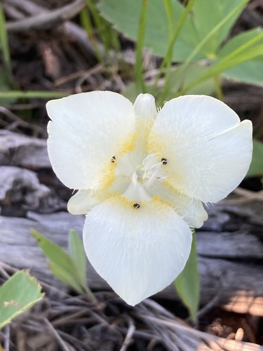 Calochortus apiculatus (Mariposa lily) — photo