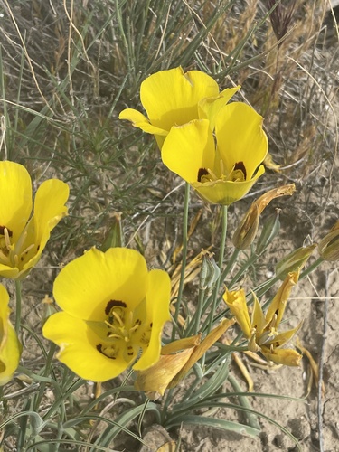 Calochortus aureus — photo