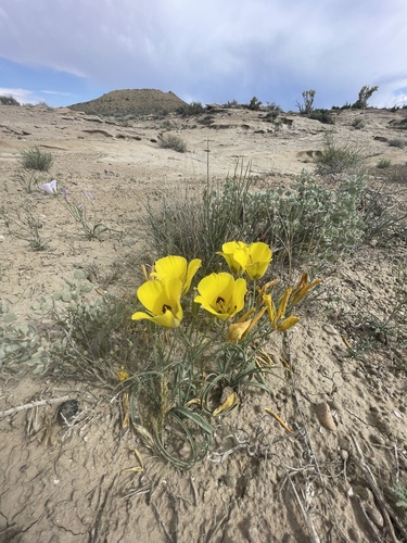 Calochortus aureus — photo