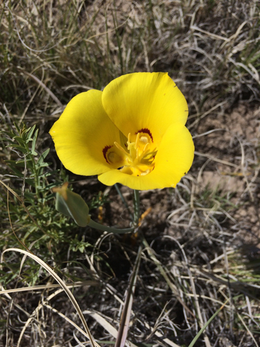Liliaceae