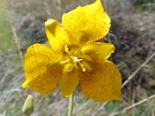 Calochortus barbatus — photo