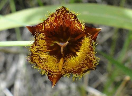 Calochortus barbatus — photo