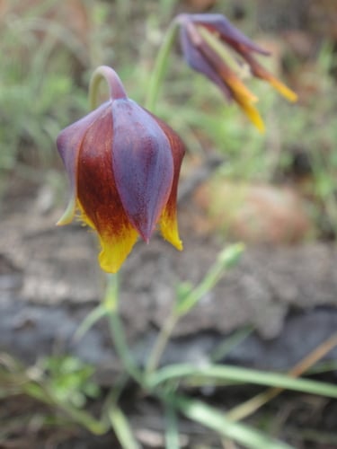 Calochortus barbatus